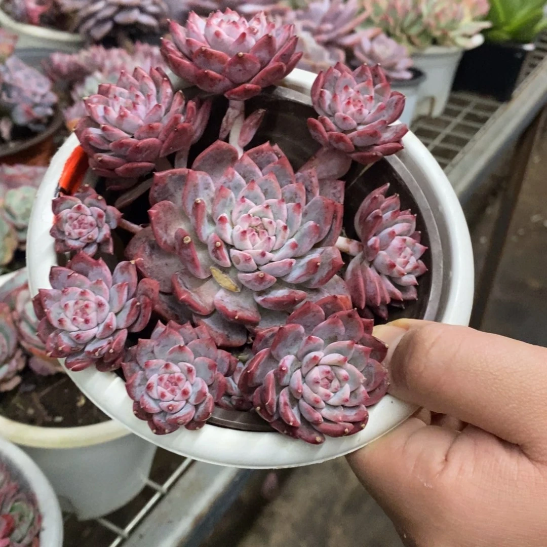霜花小老桩手捧多肉
