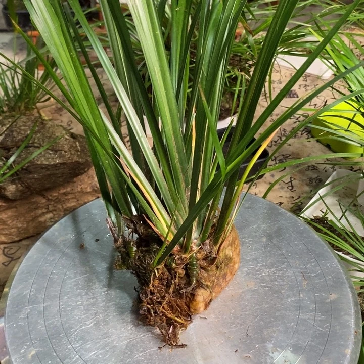 无花朵沽*上菖蒲在哪都要照顾我爸