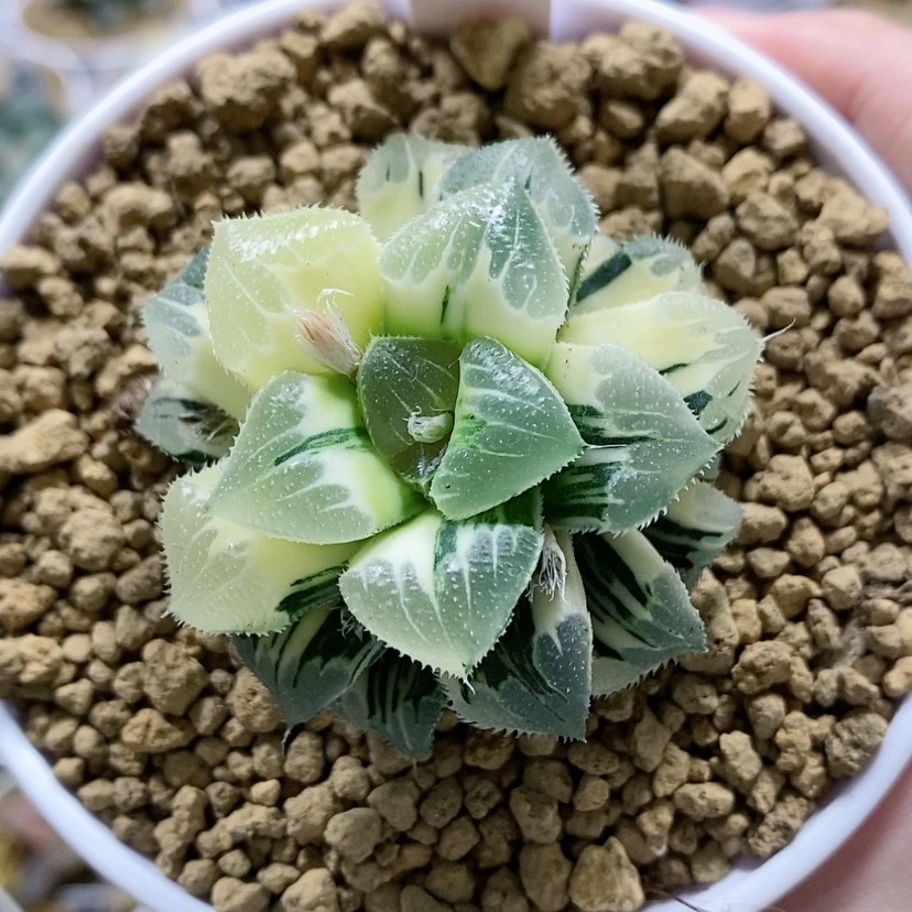 【闪购商品】125爱心芷寿锦