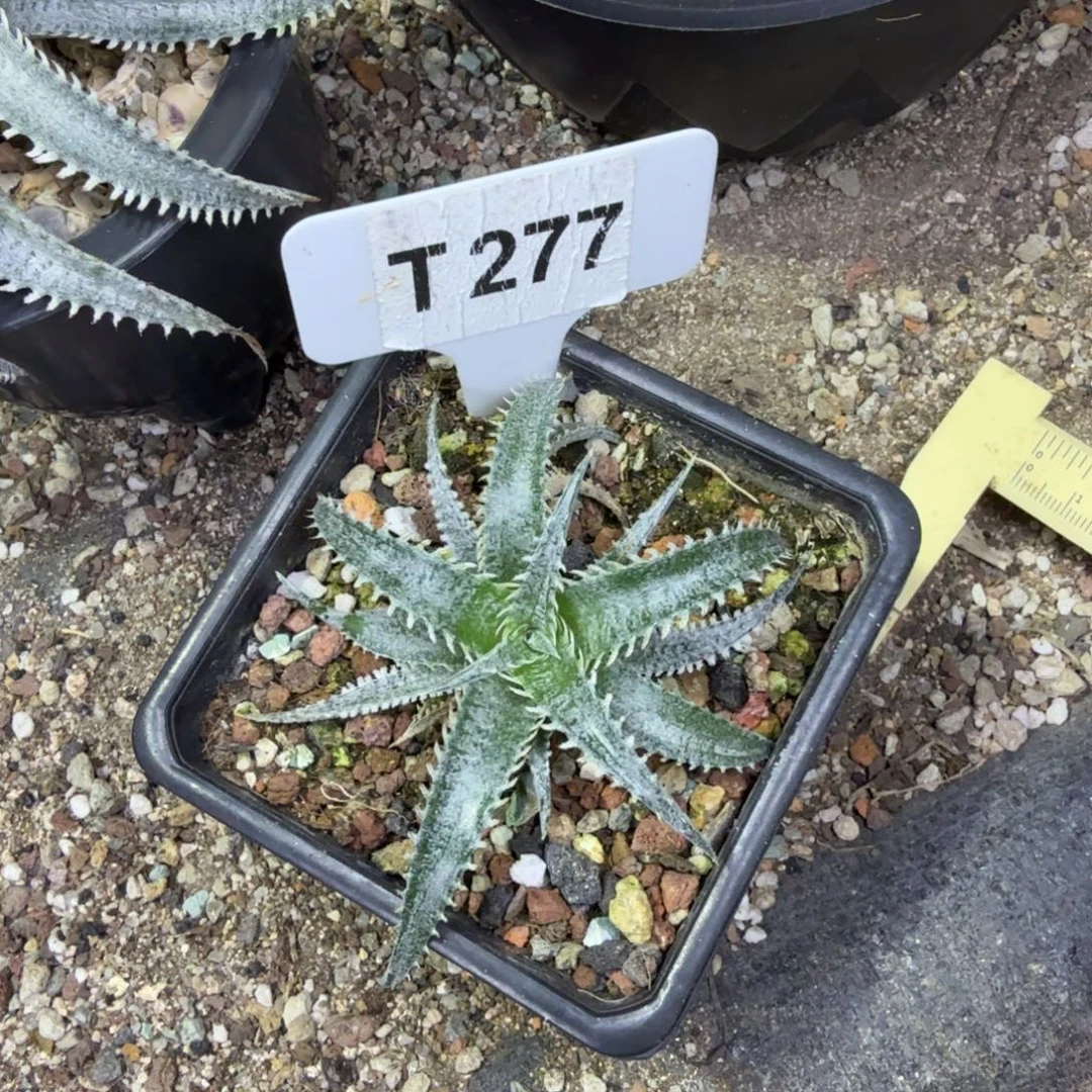 福利沙漠凤梨一颗脱土发