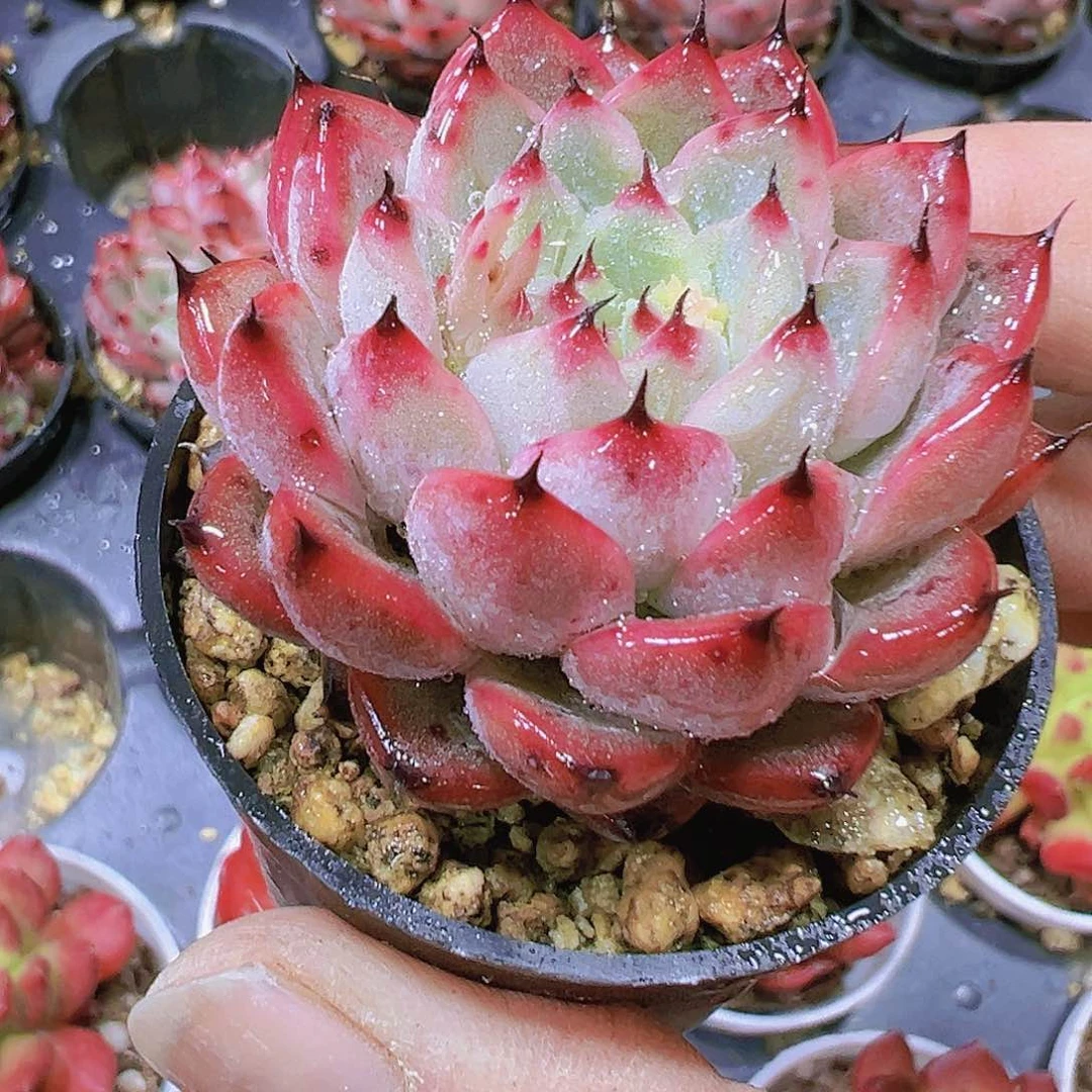 星光珍妮带盆带土19包邮
