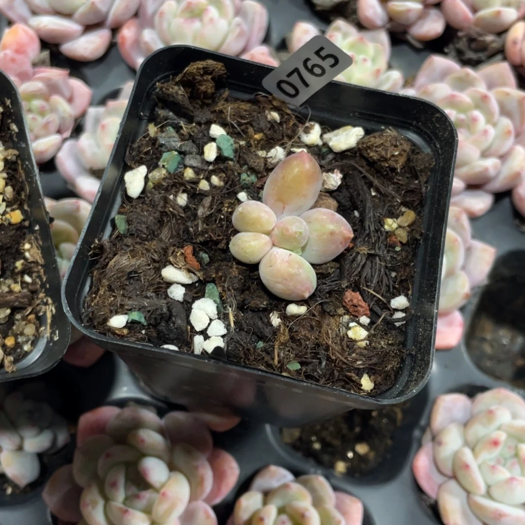 乌拉克拉多肉植物