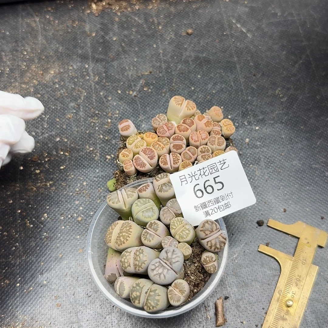 好看我真的不配喜欢了呀665