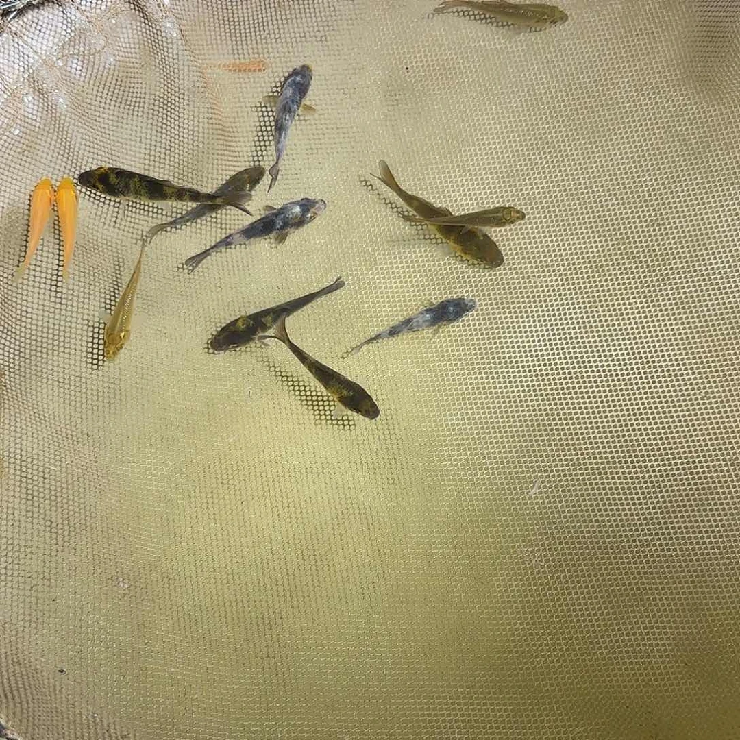 锦鲤锦鲤的故事是