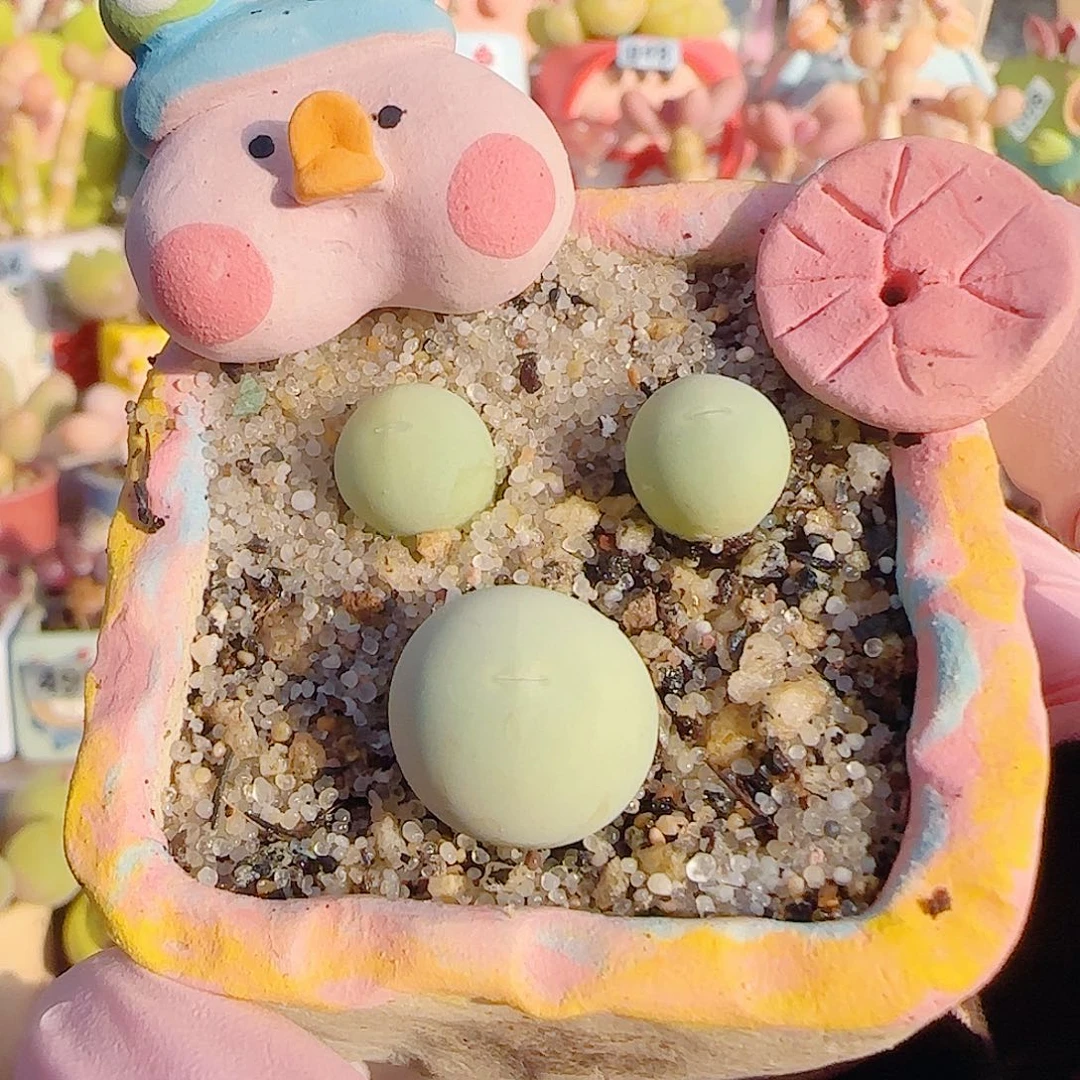 L 小米奇头鸽子蛋  带盆