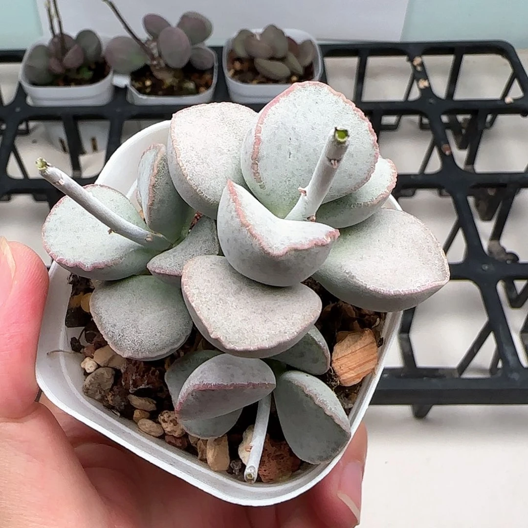 金牛座水泡多肉植物