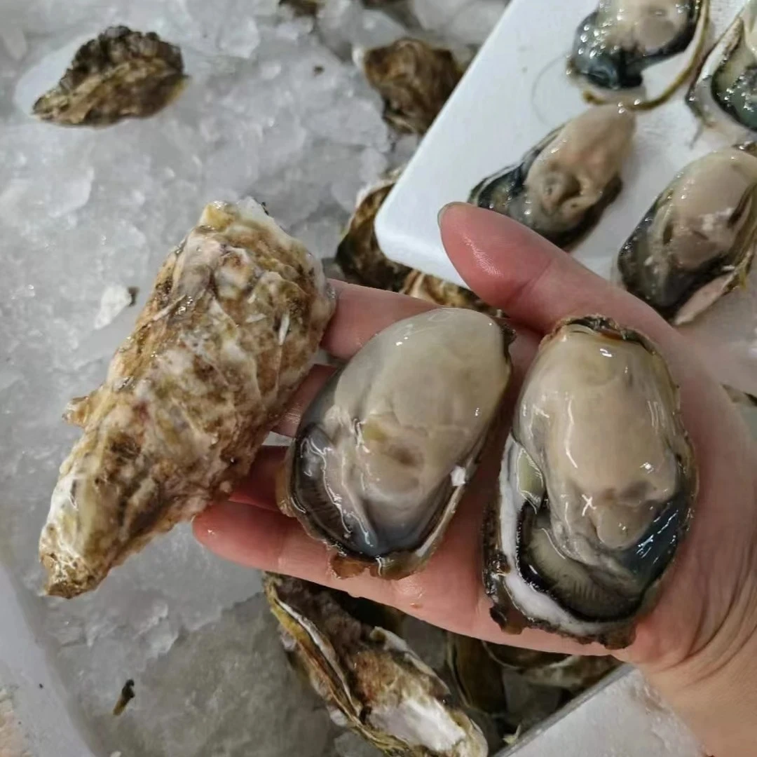生蚝（3.5➕规格）19.8元10个