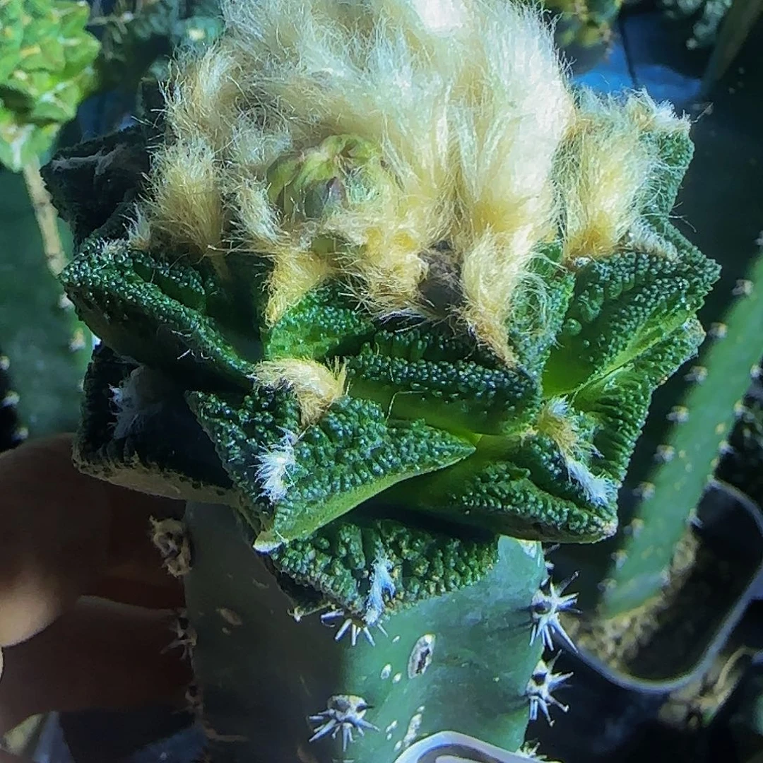 辛顿牡丹081仙人球开花