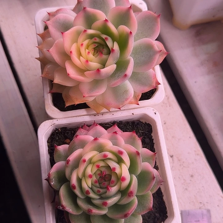 1532吉娃娃锦两个多肉