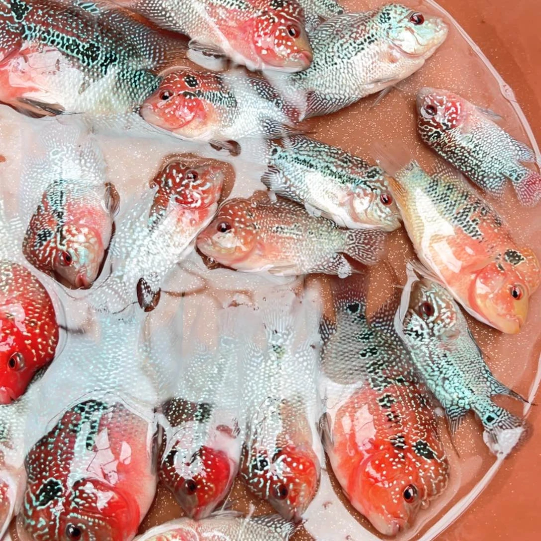 罗汉鱼3条/////////////