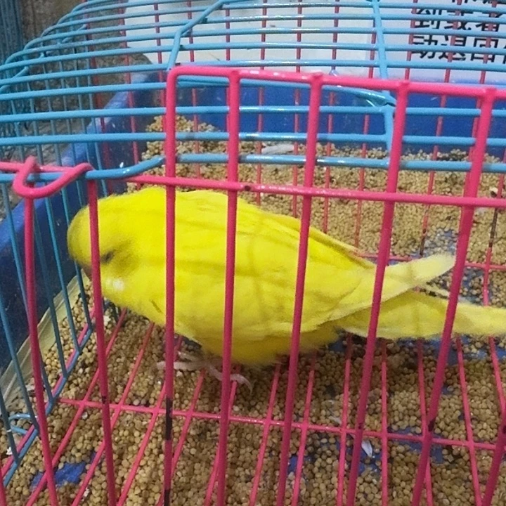 虎皮鹦鹉大头鹦鹉