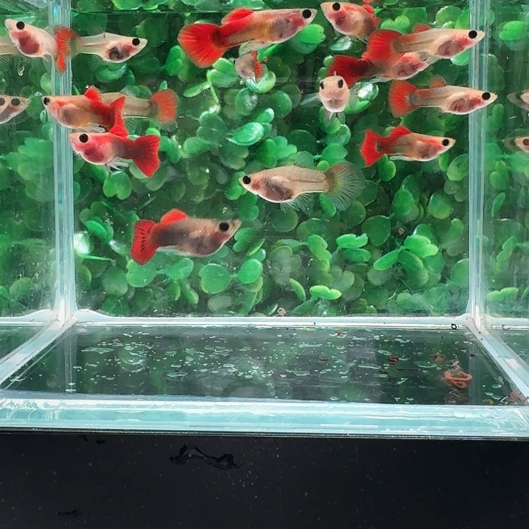 孔雀鱼红礼服玻璃猫3对