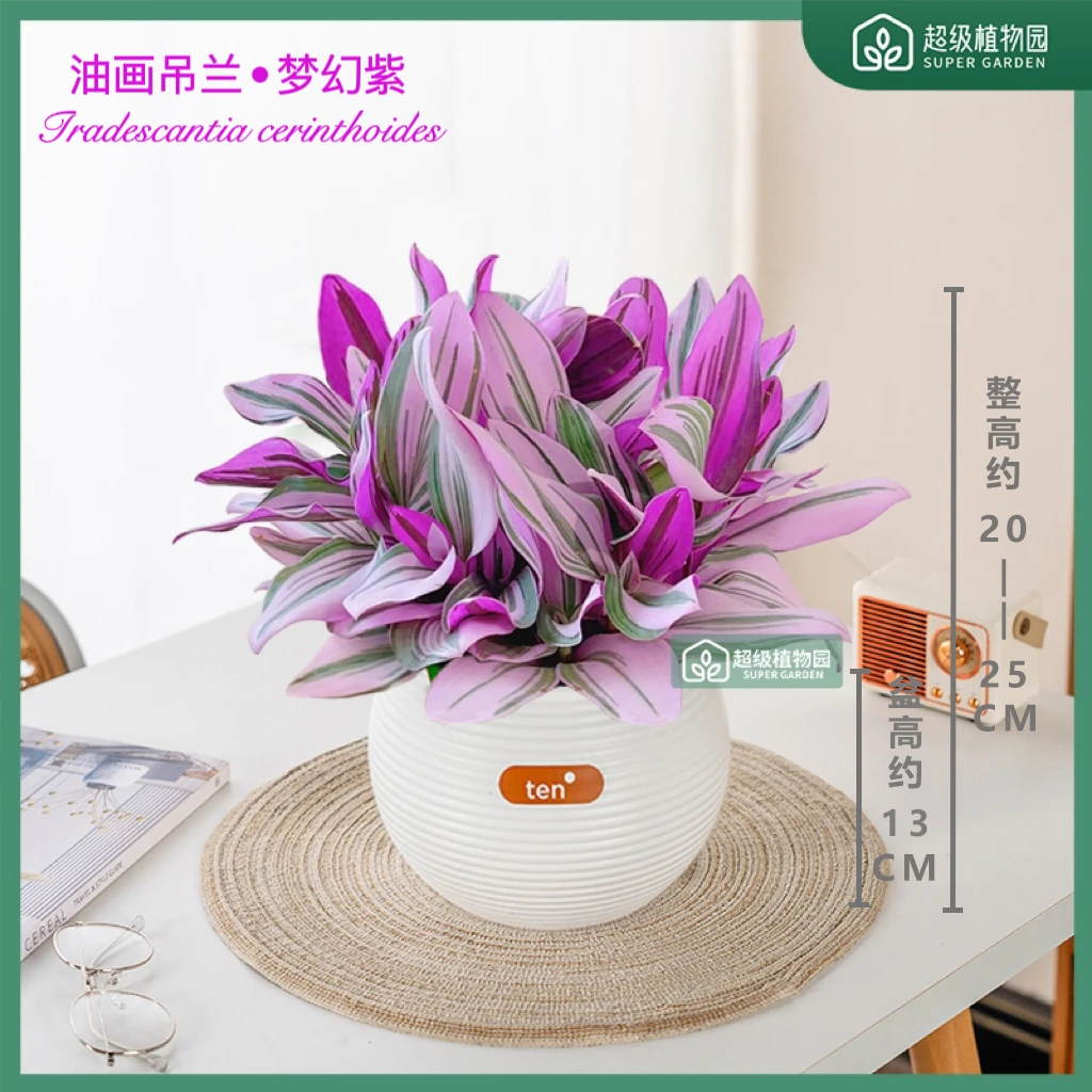 婚礼油画吊兰花卉盆栽办公室观叶花卉阳台四季好养净化空气绿植
