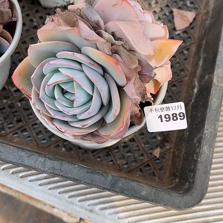 阿雅园艺。      1989布鲁蓝