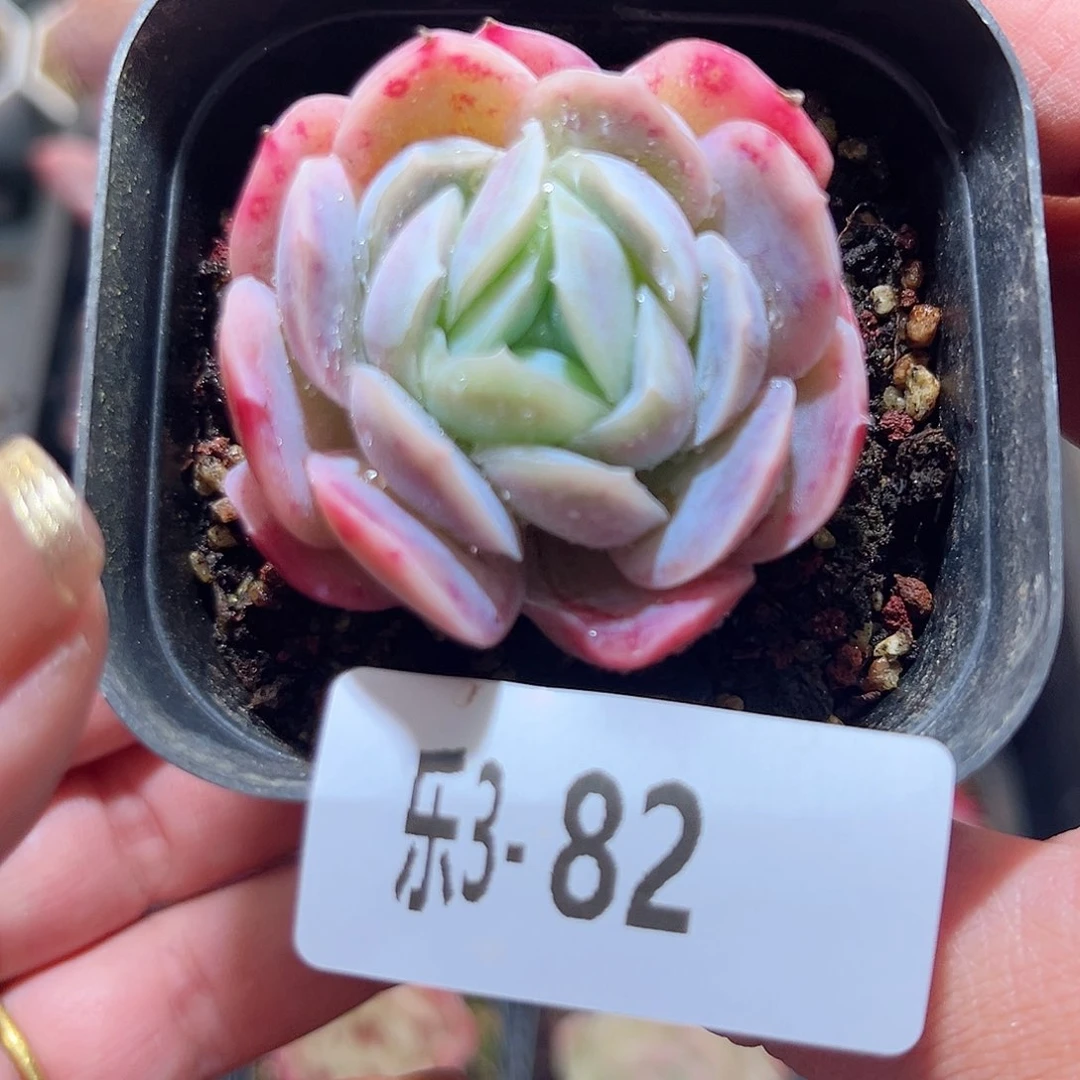 乐3-82 西娜单头