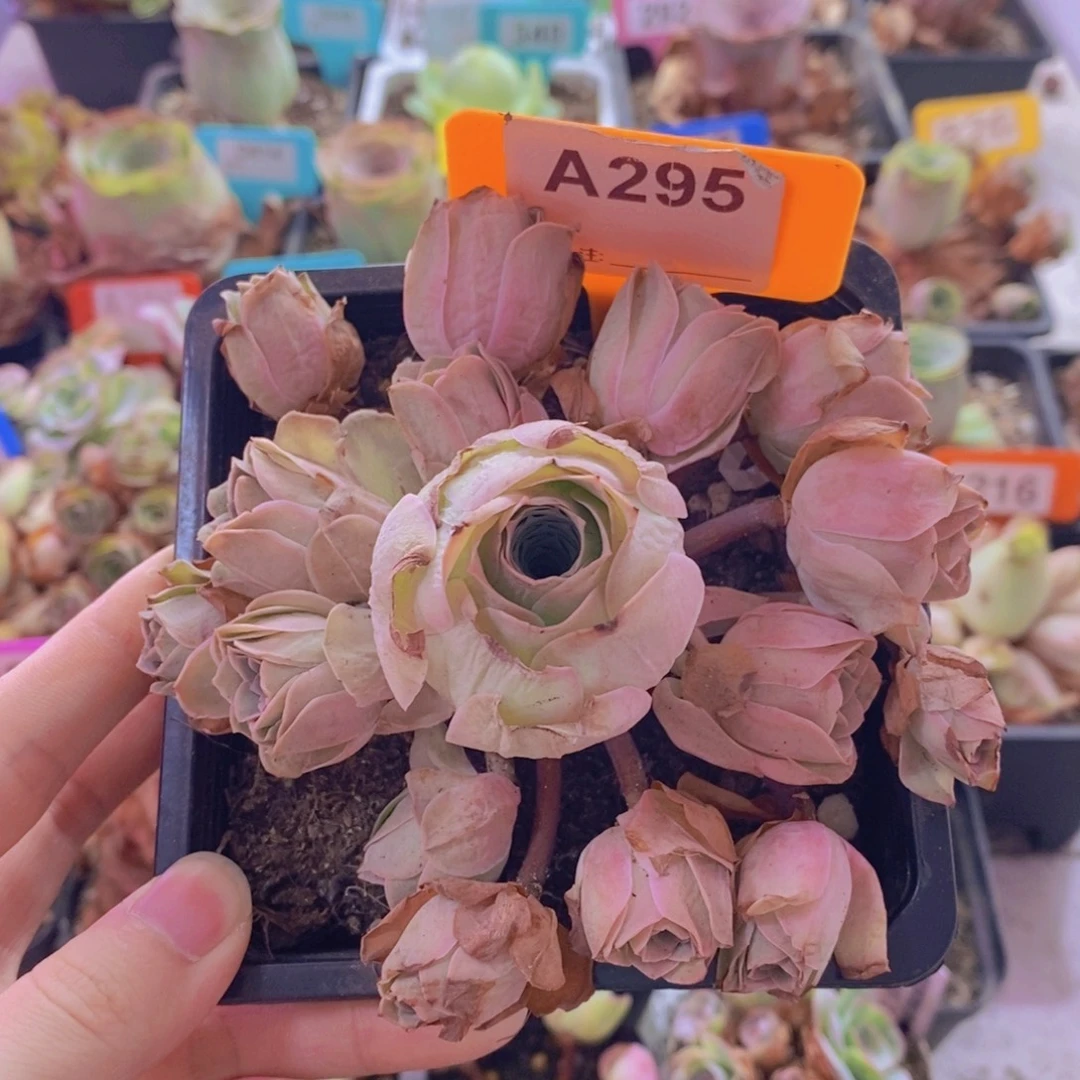 山地玫瑰一物一拍清秋295