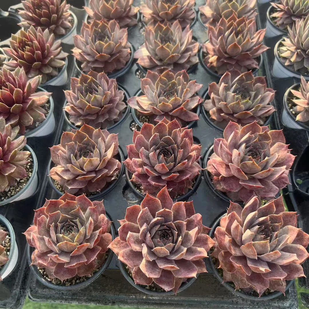 9厘米盆 大头 蓝色M82 带盆栽好发货