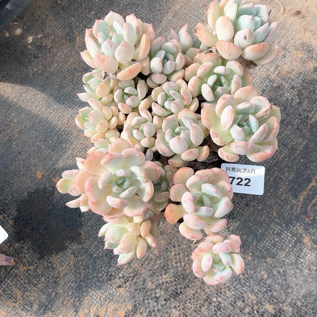 阿雅园艺。   722格林