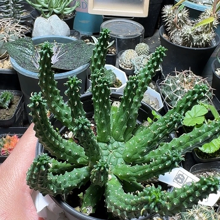 3***叔864九头龙带盆发货