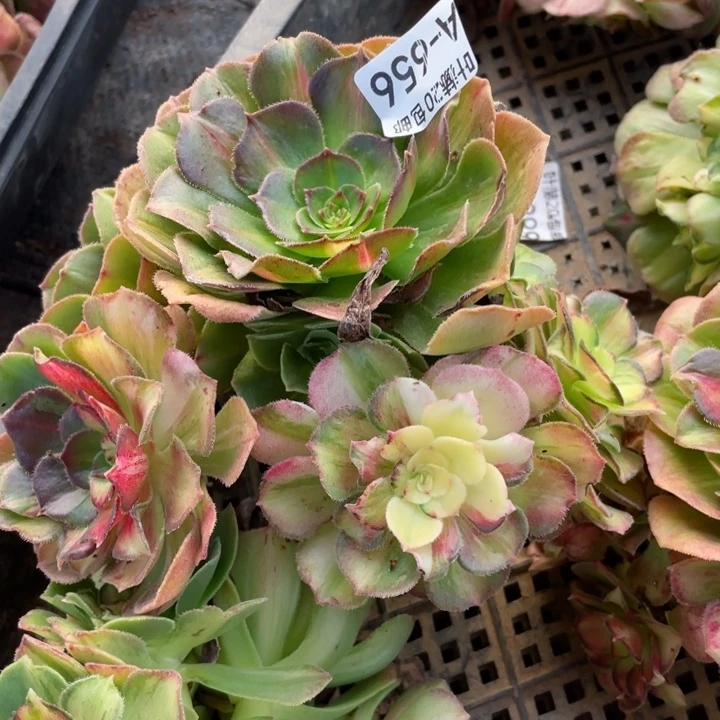 656海七彩无根多肉123445789