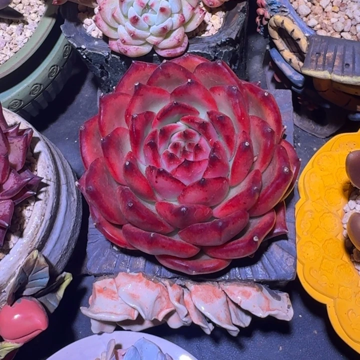 东云 宝石 单头  一物一拍