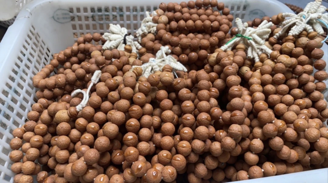 不泡药尼泊尔凤眼封眼黄金眼尺寸12.5左右