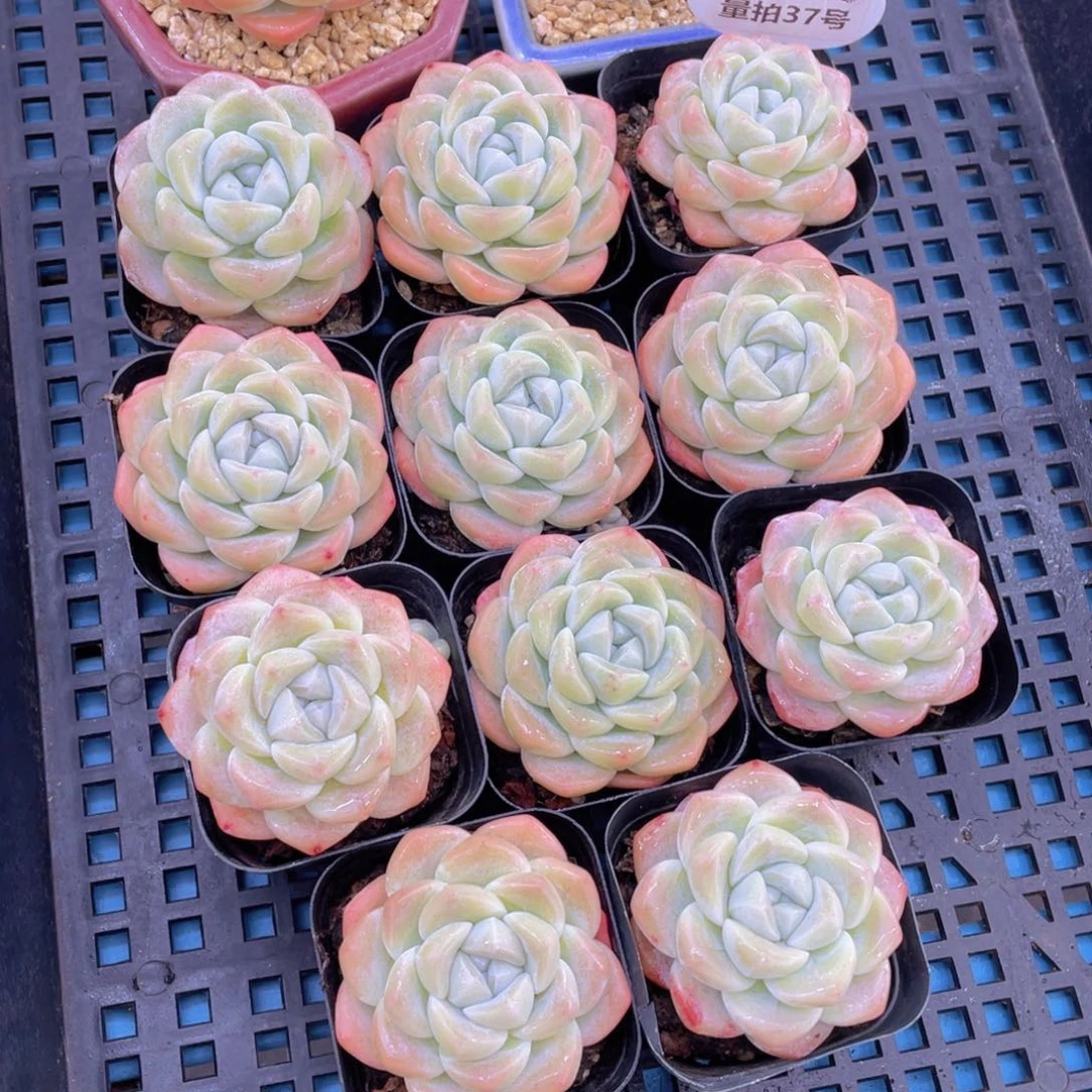 量拍37号奶油凝脂胖冰玉单头一个m