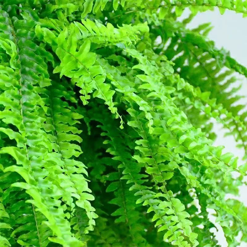 霸王蕨吊盆波士顿蕨长叶悬挂冰箱客厅高档招财绿植四季蕨类天花板