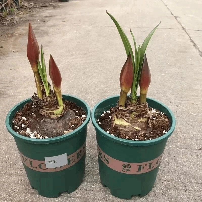 进口荷兰重瓣朱顶红种球浓香盆栽室内开花大球大花好养活植物四季