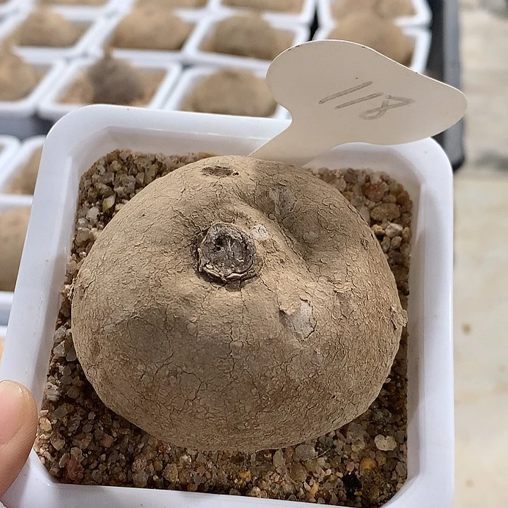 118素可泰哈哈哈哈哈7.5公分