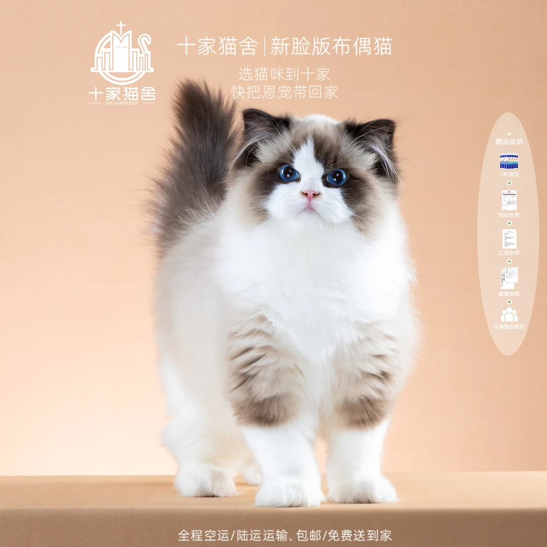 【十家猫舍】福气-弟弟 I新脸版布偶猫I猫咪活体