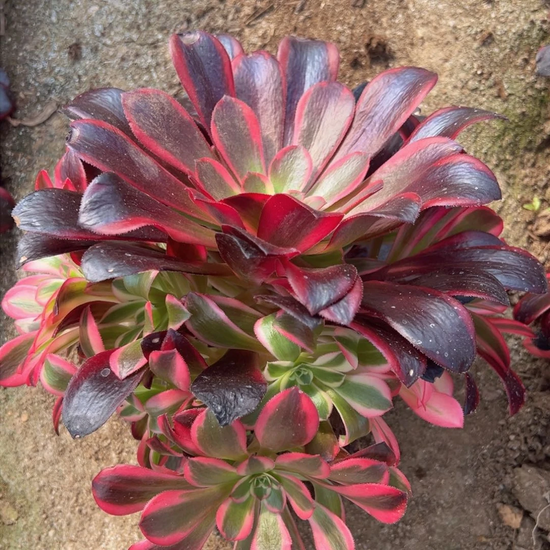 满18包邮蛇毒美杜莎多肉植物手捧