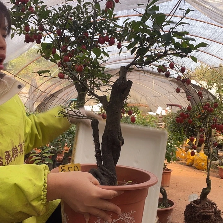 燕***无花朵金弹子666656655