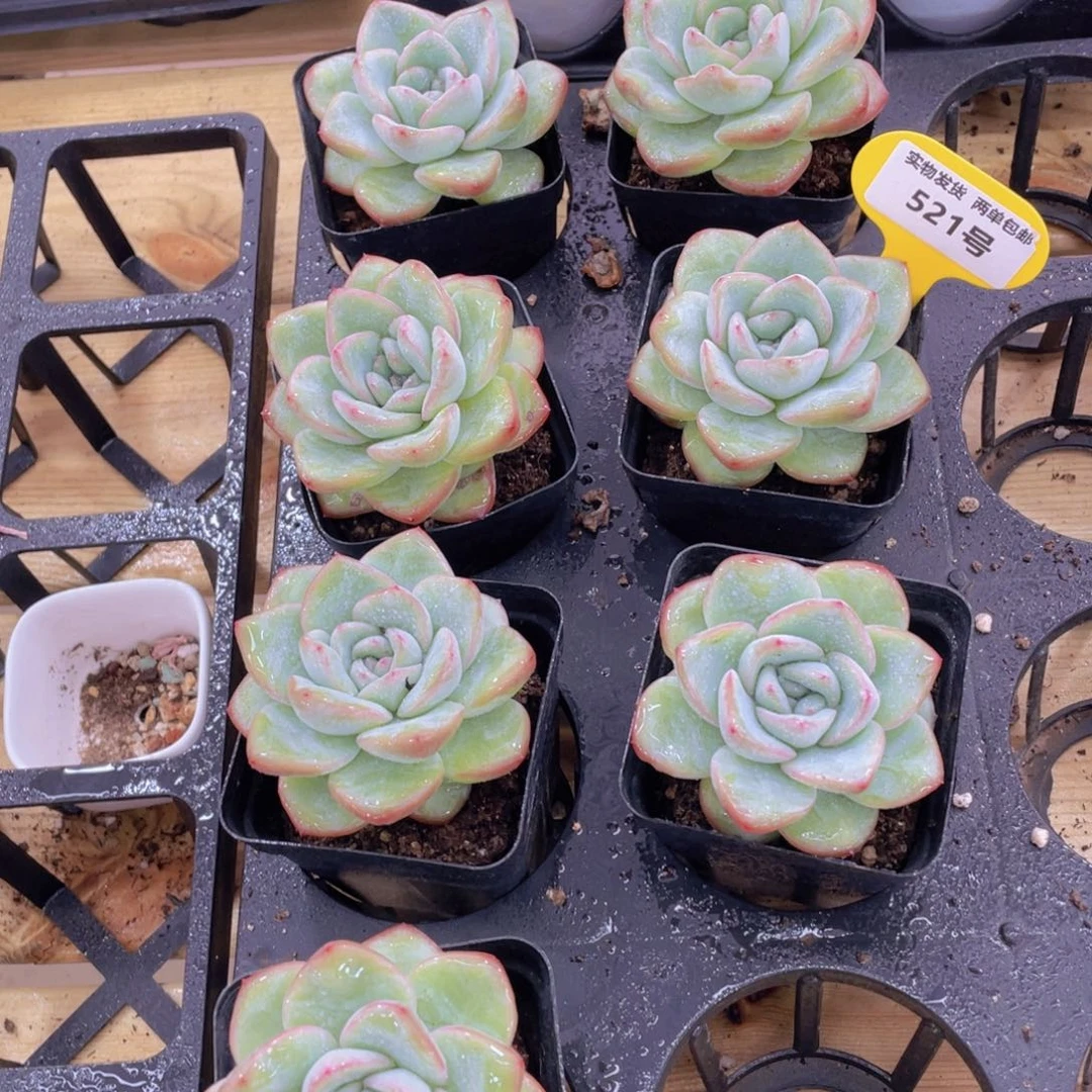 521号 老桩草莓泡芙单头一个