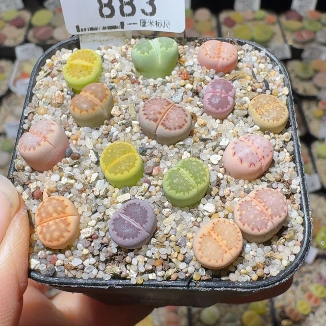 Sss清清清货卖883