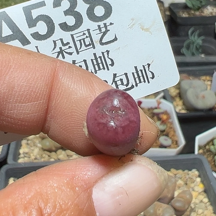 538号毛杂xyxyxyxyxyxyx