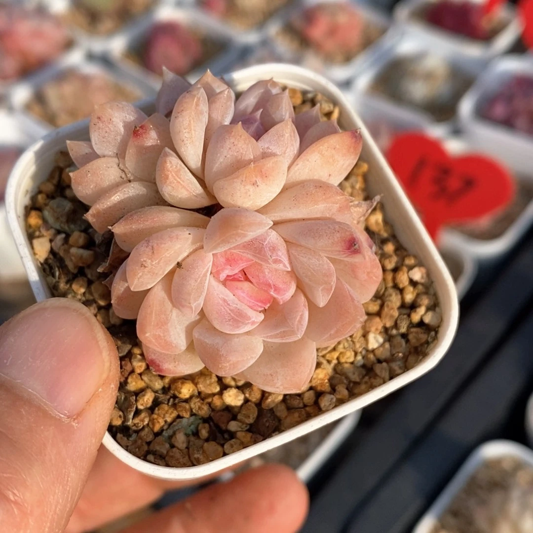 精品多肉一物一拍153