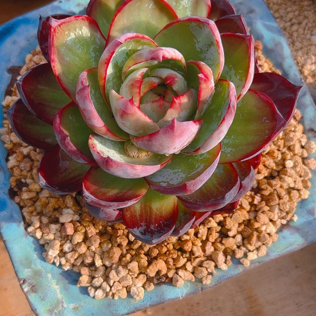 清***蟹惊鸿仙子一物一拍5101号