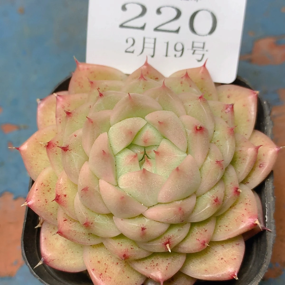 【闪购商品】云220