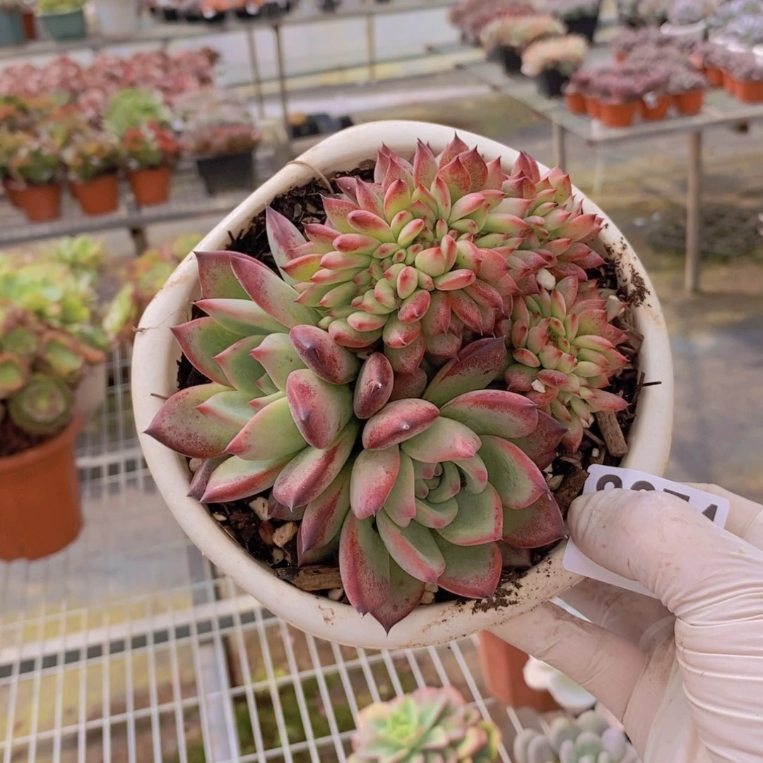 8274红拉糖缀化一物一拍