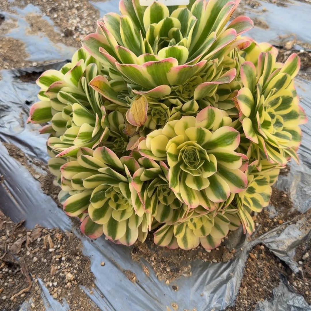 1107迈巴赫。多肉植物