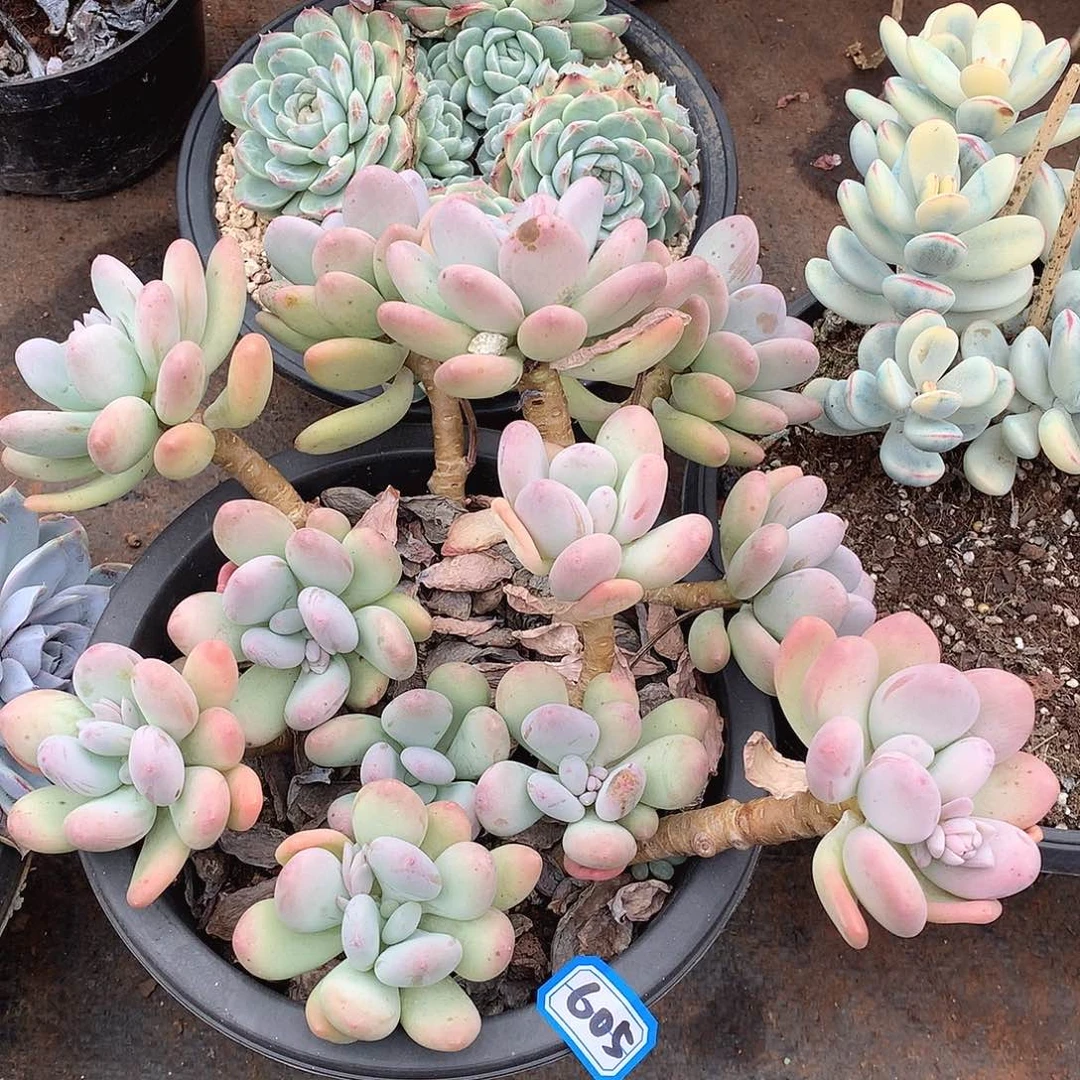 605奶杂一物一拍多肉