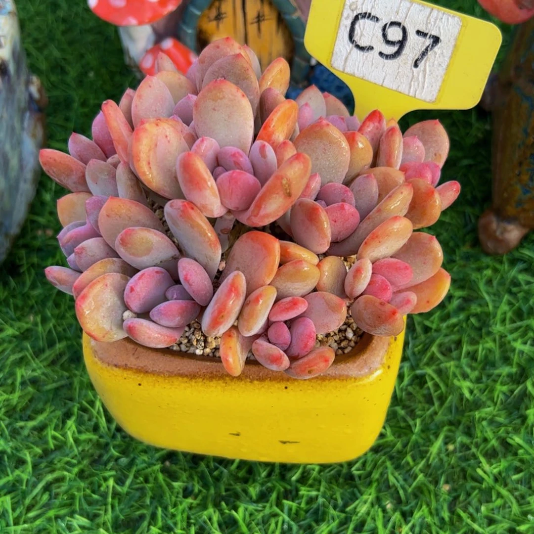 鱼*溪灰姑娘手捧花97号