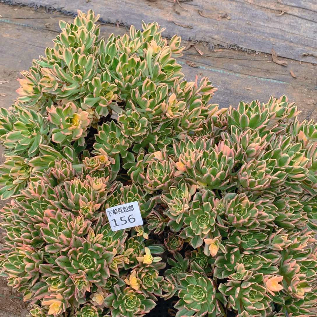 156法师组合老桩多肉