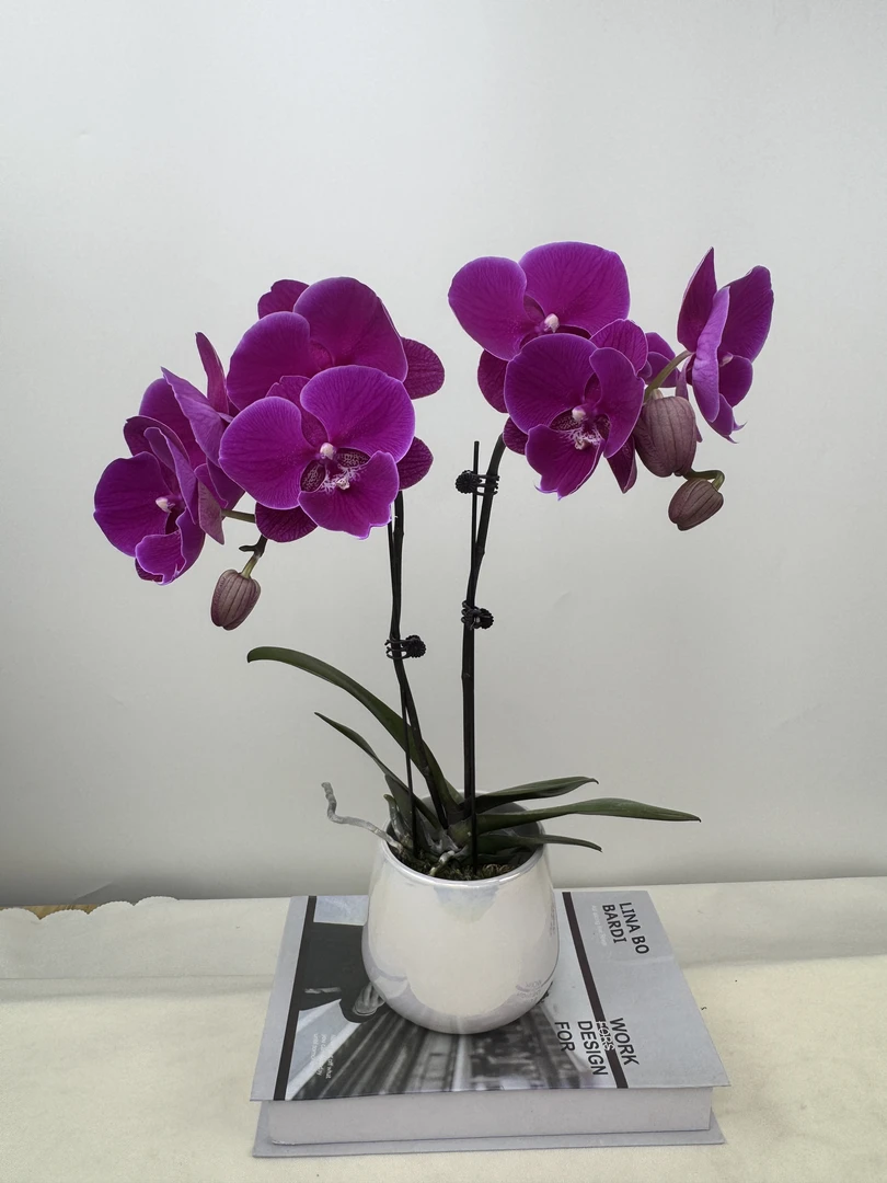 蝴蝶兰【红宝石双】鲜花盆栽室内观赏花花佛山基地直发好养易活