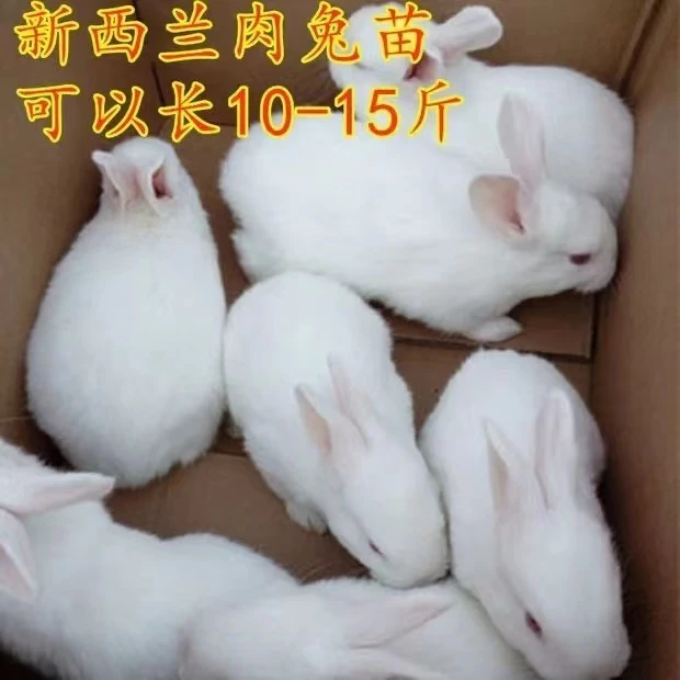 3只兔子活体大型肉兔月月兔新西兰兔 白兔比利时肉兔苗白兔可繁殖