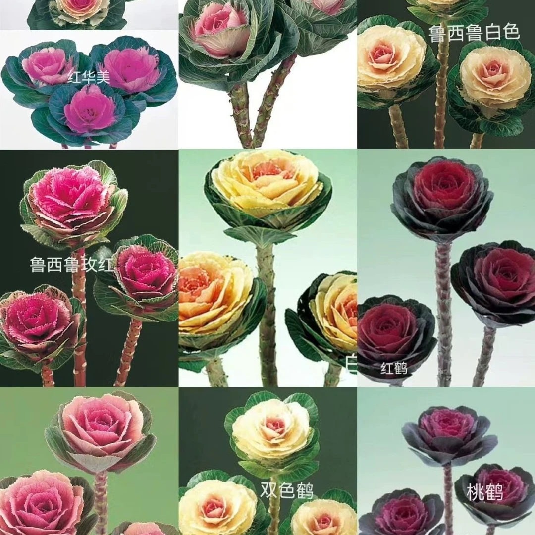 新品羽衣甘蓝种子花卉耐寒观赏食用紫色蔬菜种子四季阳台盆栽种子