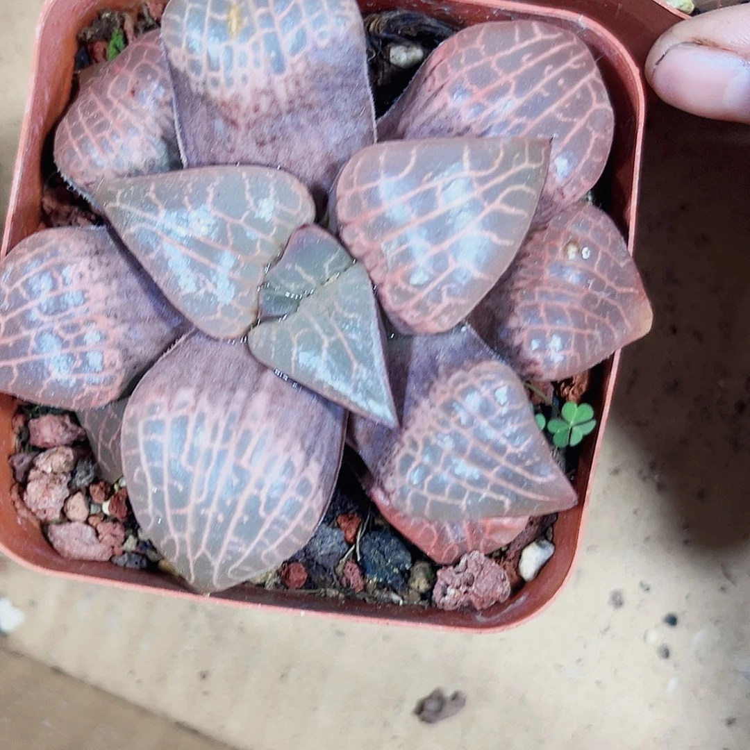 挽叶粉玻璃多肉植物6666