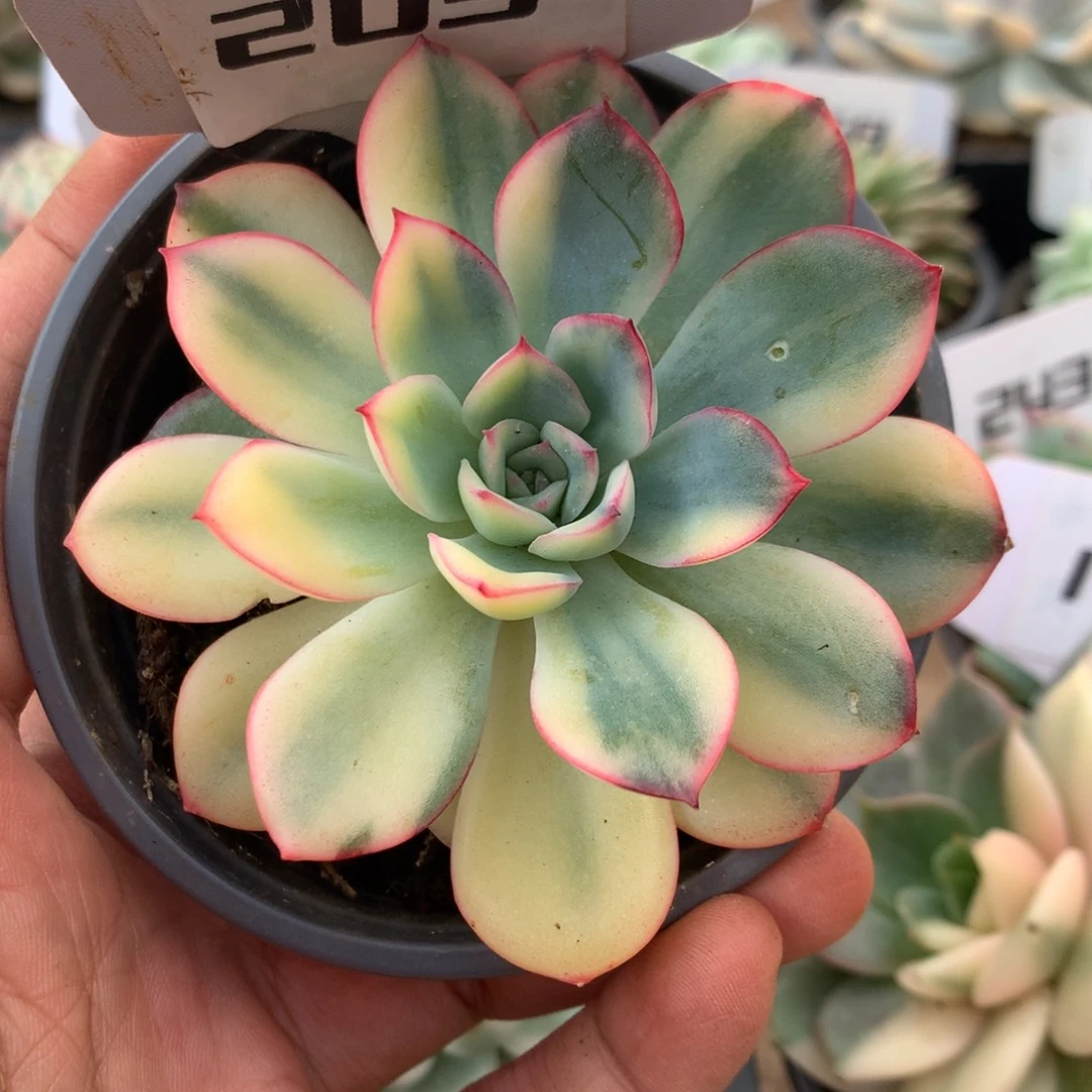 203雨燕座锦锦锦锦