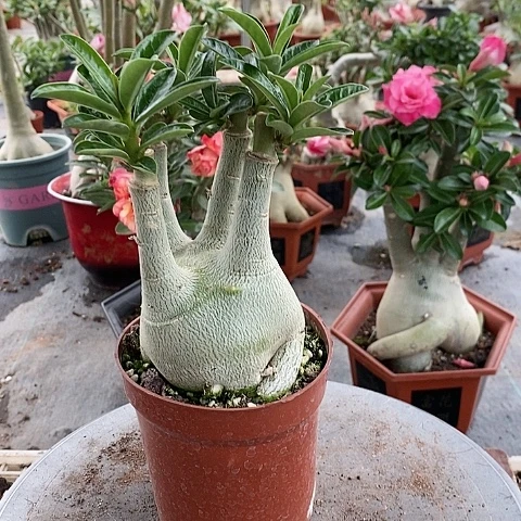 【闪购商品】无花朵邪*骸绿植